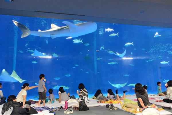 申込〆10月31日！水族館にお泊りするイベント ～ジンベエザメ編