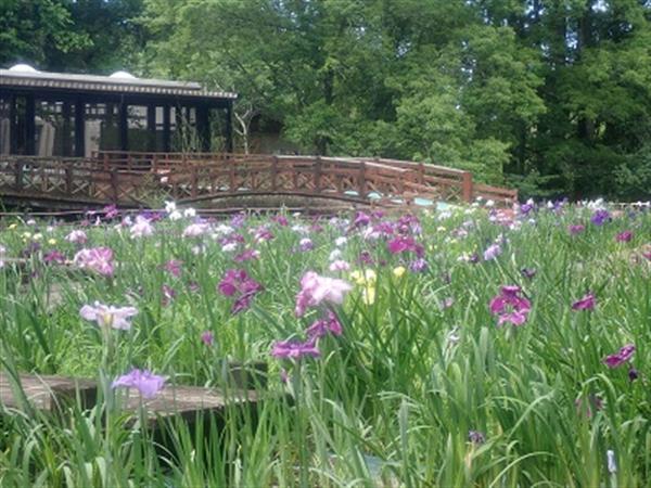 平川動物公園、花しょうぶ祭り開催中～6月12日（日）